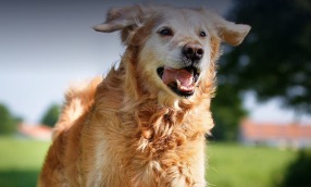 ma-update-animal-health